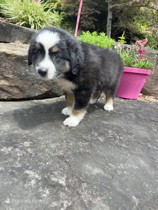 Mable  – Australian Shepherd puppy for sale in Huntingburg, IN