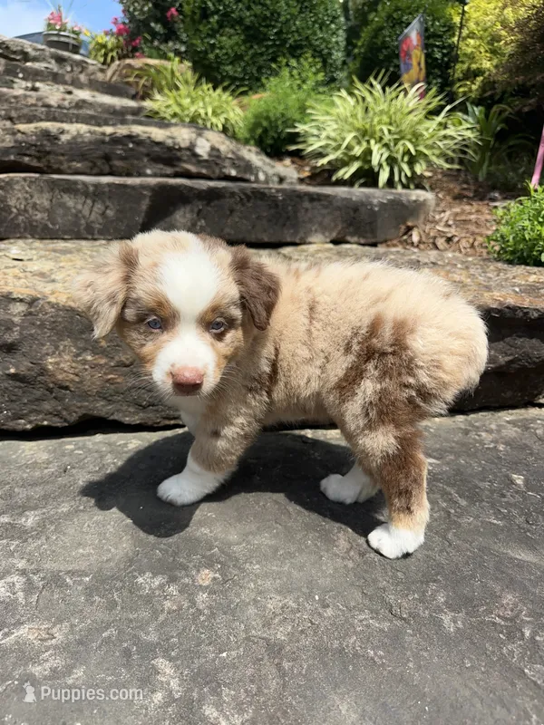 Stella – Australian Shepherd puppy on hold in Huntingburg, IN