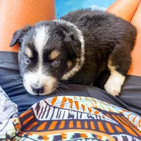 Mia , a female Australian Shepherd for sale in Huntingburg, IN – 1 of 1