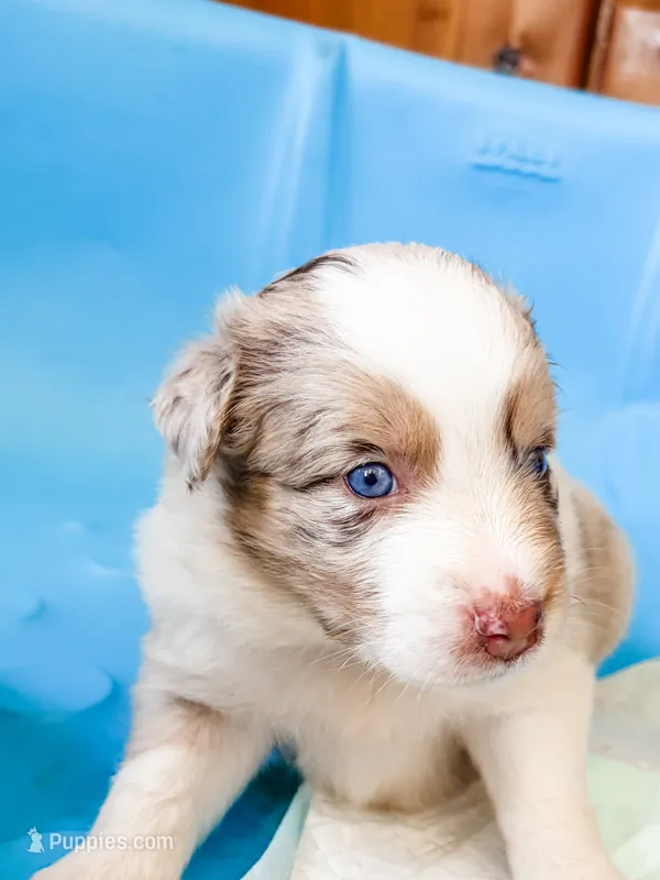 Sandy – Australian Shepherd puppy for sale in Huntingburg, IN