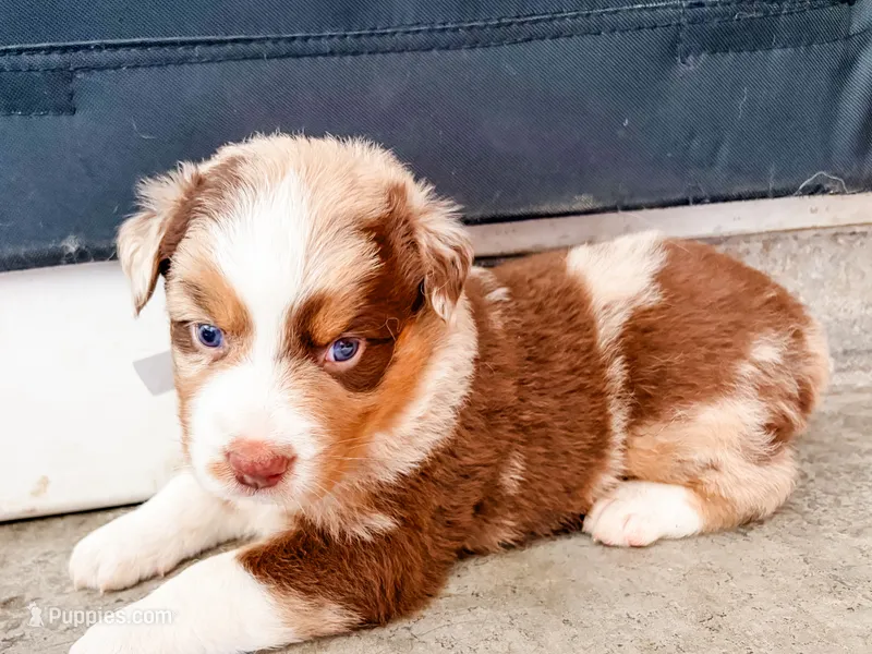 Star – Australian Shepherd puppy for sale in Huntingburg, IN