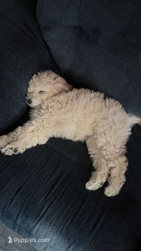 No name yet – Maltipoo puppy for sale in San Bernardino, CA