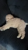 No name yet, a female Maltipoo for sale in San Bernardino, CA – 1 of 3