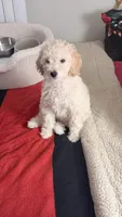 No name yet, a female Maltipoo for sale in San Bernardino, CA – 3 of 3