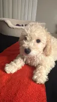 No name yet, a female Maltipoo for sale in San Bernardino, CA – 2 of 3