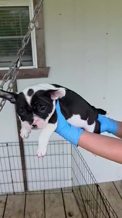 Batman, a male American Bully for sale in Waco, TX – 4 of 4