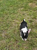 Batman, a male American Bully for sale in Waco, TX – 2 of 4