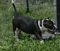 Diamond, a male American Bully for sale in Waco, TX – 3 of 3