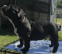 Tornado, a male American Bully for sale in Waco, TX – 4 of 4