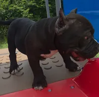 Stripes, a male American Bully for sale in Waco, TX – 2 of 6
