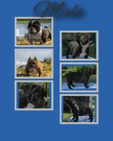 Tornado, a male American Bully for sale in Waco, TX – 2 of 4