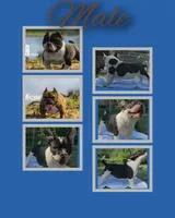 Batman, a male American Bully for sale in Waco, TX – 3 of 4