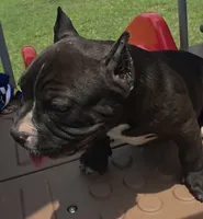 Stripes, a male American Bully for sale in Waco, TX – 5 of 6
