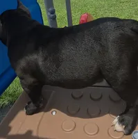 Stripes, a male American Bully for sale in Waco, TX – 3 of 6