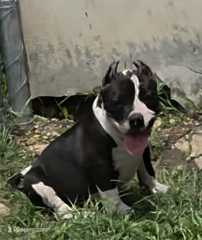 Diamond – American Bully puppy for sale in Waco, TX