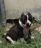 Diamond, a male American Bully for sale in Waco, TX – 1 of 3