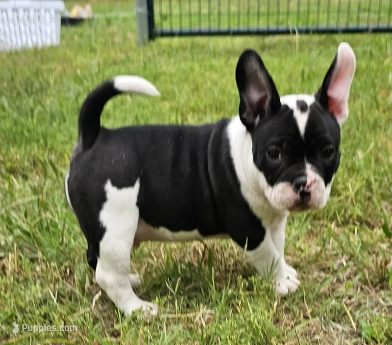 Batman – American Bully puppy for sale in Waco, TX