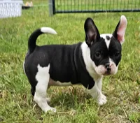 Batman, a male American Bully for sale in Waco, TX – 1 of 4