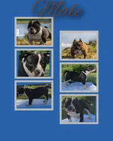 Diamond, a male American Bully for sale in Waco, TX – 2 of 3
