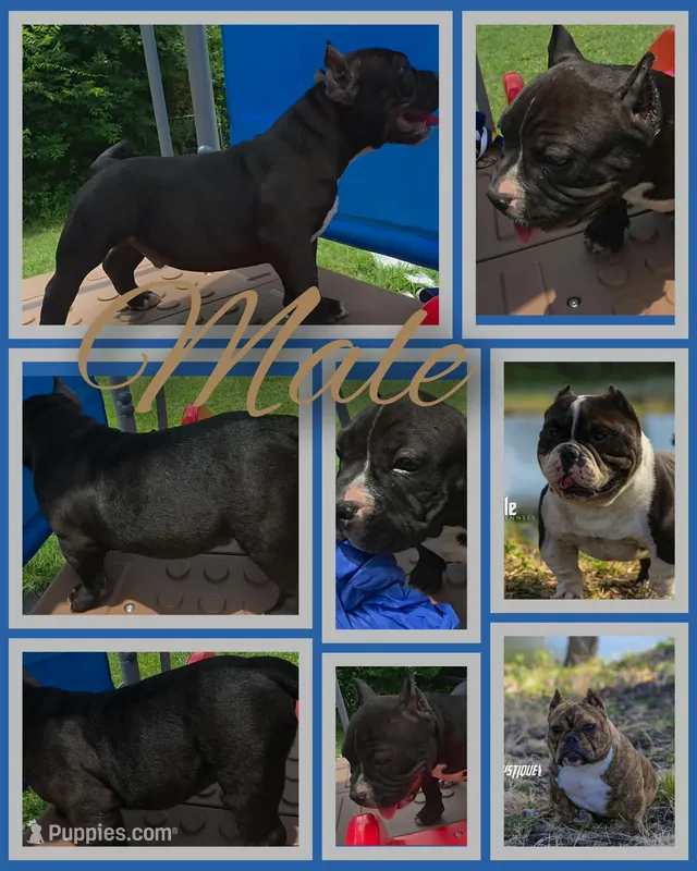 Stripes – American Bully puppy for sale in Waco, TX