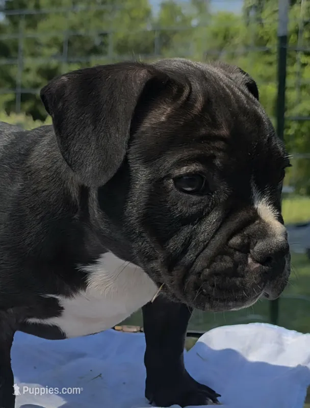 Tornado – American Bully puppy for sale in Waco, TX