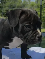 Tornado, a male American Bully for sale in Waco, TX – 1 of 4