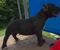 Stripes, a male American Bully for sale in Waco, TX – 6 of 6
