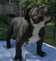 Tornado, a male American Bully for sale in Waco, TX – 3 of 4