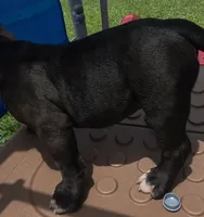 Stripes, a male American Bully for sale in Waco, TX – 4 of 6