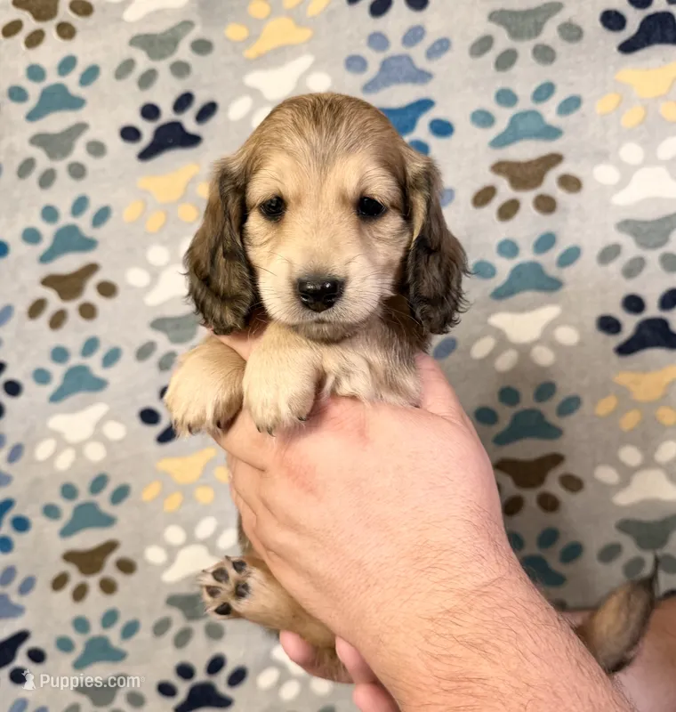 Leo – Miniature Dachshund puppy for sale in Waynesboro, VA