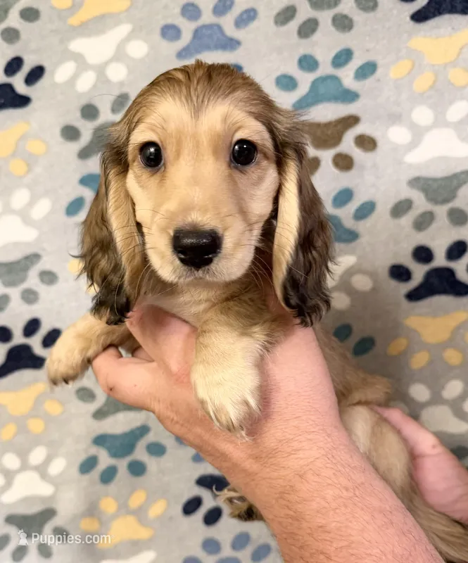 Myla – Miniature Dachshund puppy for sale in Waynesboro, VA