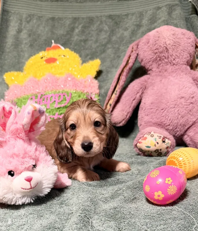 Myla – Miniature Dachshund puppy for sale in Waynesboro, VA