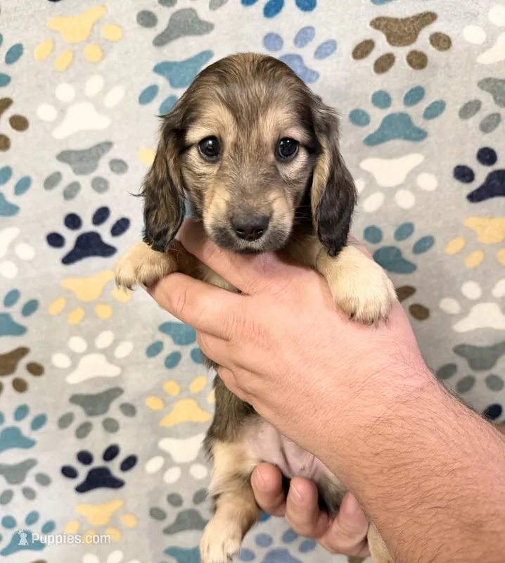 Mazi – Miniature Dachshund puppy for sale in Waynesboro, VA