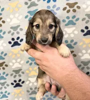 Mazi, a female Miniature Dachshund for sale in Waynesboro, VA – 1 of 1