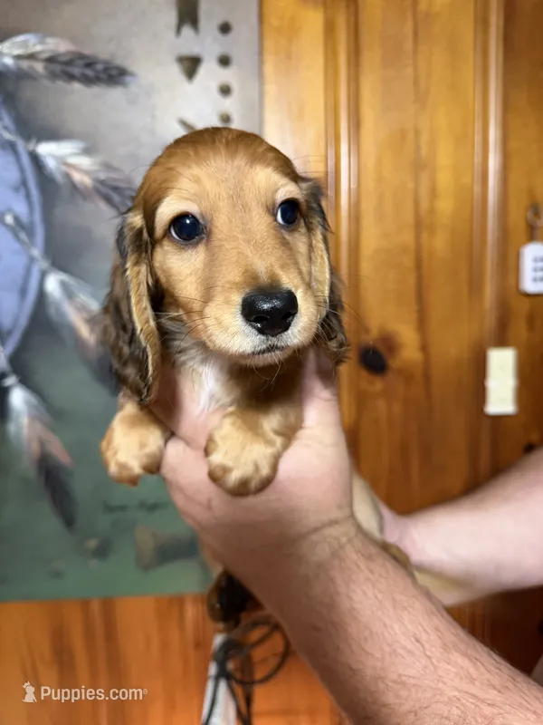 Maggie – Miniature Dachshund puppy for sale in Waynesboro, VA