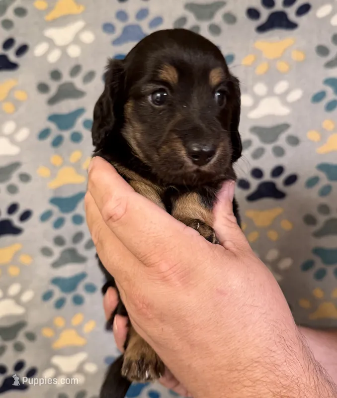Tucker – Miniature Dachshund puppy for sale in Waynesboro, VA