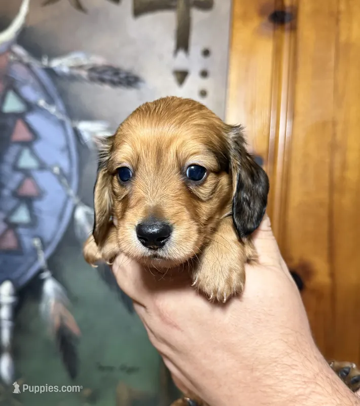 Maggie – Miniature Dachshund puppy for sale in Waynesboro, VA