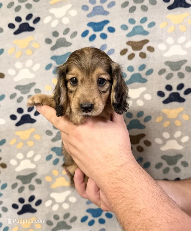 Max – Miniature Dachshund puppy for sale in Waynesboro, VA