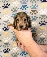 Max, a male Miniature Dachshund for sale in Waynesboro, VA – 1 of 1