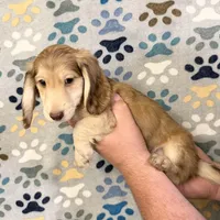 Oliver, a male Miniature Dachshund for sale in Waynesboro, VA – Photo 2 of 2