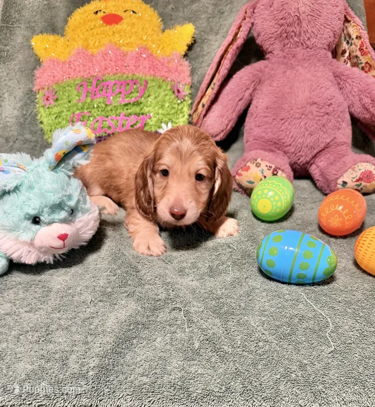 Oliver – Miniature Dachshund puppy for sale in Waynesboro, VA