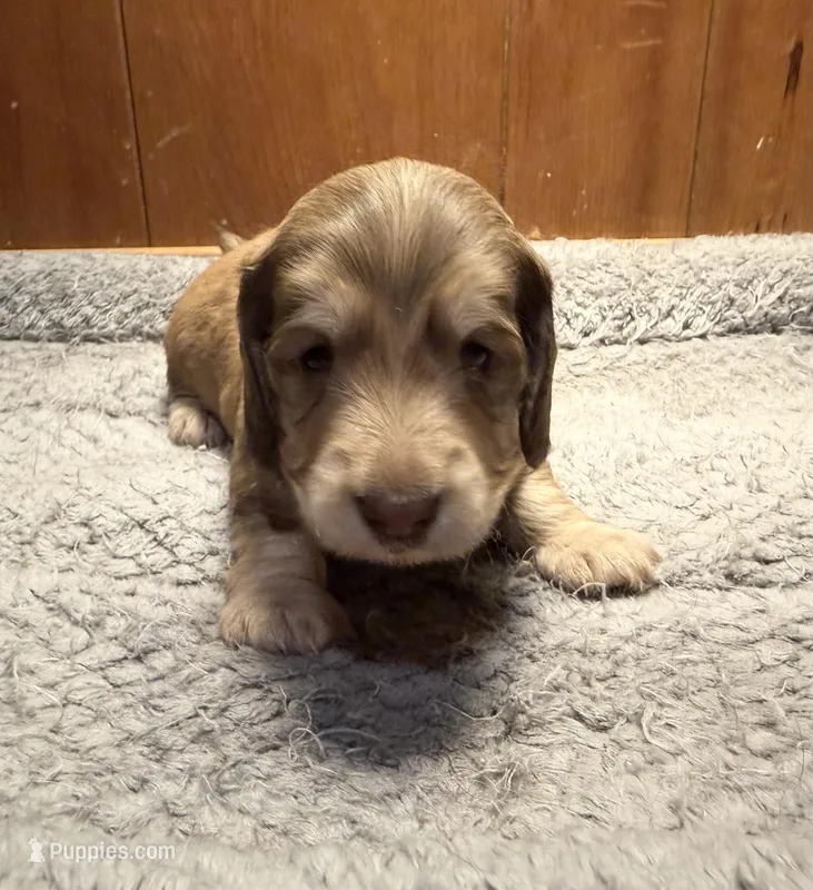 Oliver – Miniature Dachshund puppy for sale in Waynesboro, VA