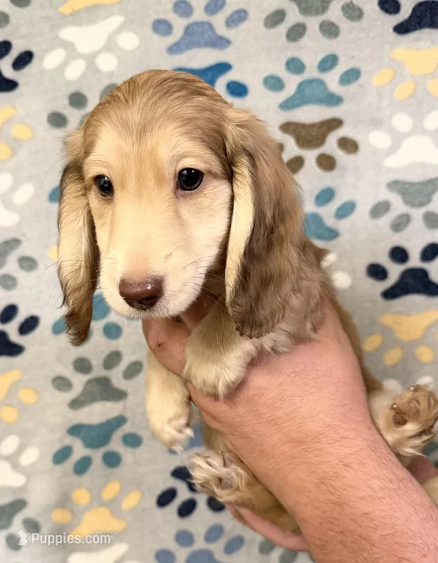 Oliver – Miniature Dachshund puppy for sale in Waynesboro, VA