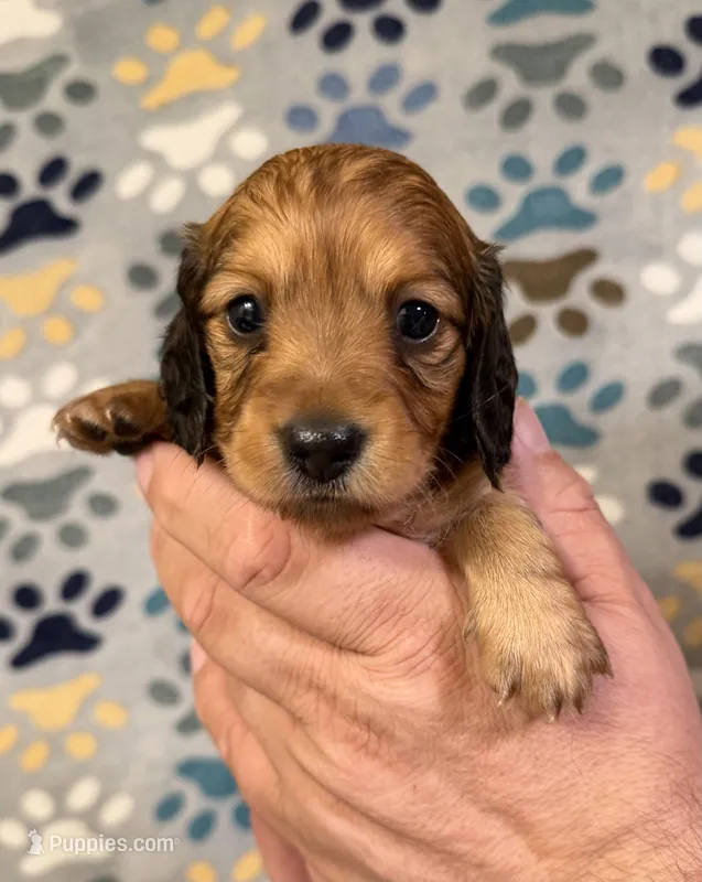 Rosa – Miniature Dachshund puppy for sale in Waynesboro, VA