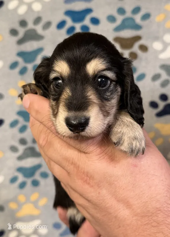 TJ – Miniature Dachshund puppy for sale in Waynesboro, VA