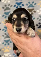 TJ, a male Miniature Dachshund for sale in Waynesboro, VA – 1 of 1
