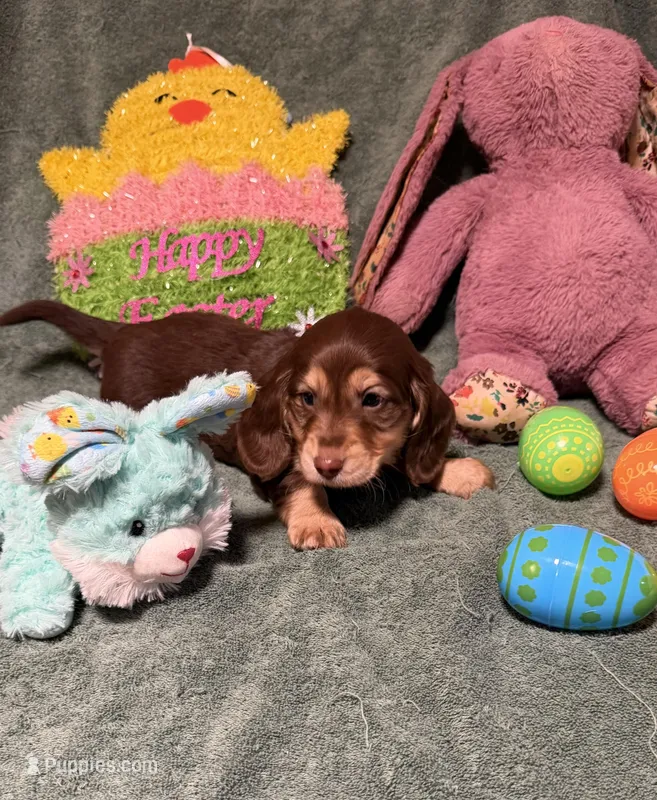 Charlie – Miniature Dachshund puppy for sale in Waynesboro, VA