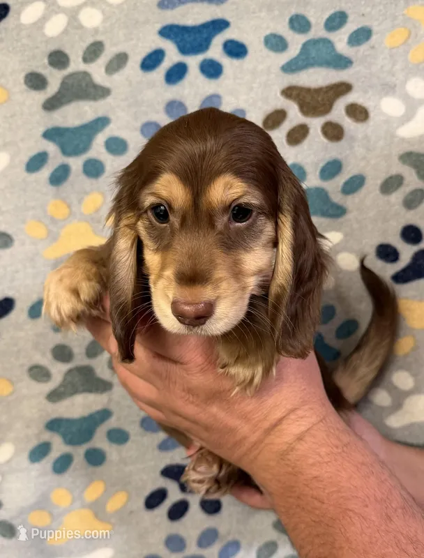 Charlie – Miniature Dachshund puppy for sale in Waynesboro, VA