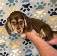 Charlie, a male Miniature Dachshund for sale in Waynesboro, VA – Photo 2 of 2