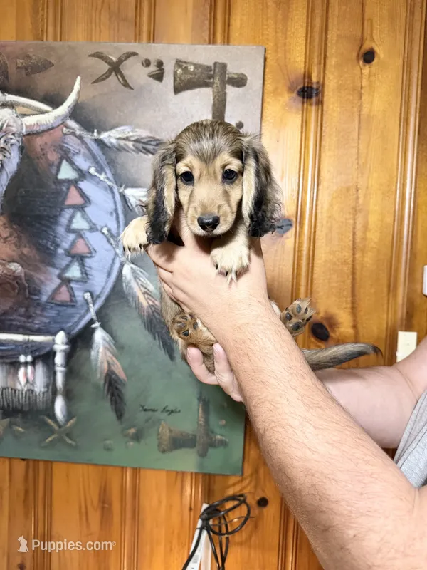 Max – Miniature Dachshund puppy for sale in Waynesboro, VA